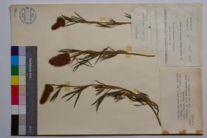 Trifolium purpureum Loisel ssp. purpureum f. simplex Koz. [ SOMXXXXX0365] (c) Institute of Biodiversity and Ecosystem Research, BAS — Vascular Plants and Mosses Collections (SOM)