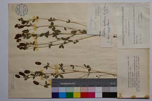 Trifolium spadiceum L. f. ramosum Koz. [ SOMXXXXX0366] (c) Institute of Biodiversity and Ecosystem Research, BAS — Vascular Plants and Mosses Collections (SOM)