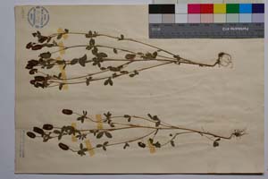 Trifolium spadiceum L. f. ramosum Koz. [ SOMXXXXX0366] (2) (c) Institute of Biodiversity and Ecosystem Research, BAS — Vascular Plants and Mosses Collections (SOM)
