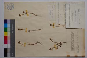 Trifolium striatum L. ssp. striatum var. neicevii Koz. [ SOMXXXXX0367] (c) Institute of Biodiversity and Ecosystem Research, BAS — Vascular Plants and Mosses Collections (SOM)