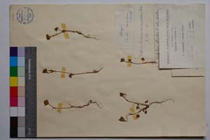 Trifolium striatum L. ssp. striatum var. neicevii Koz. [ SOMXXXXX0367] (2) (c) Institute of Biodiversity and Ecosystem Research, BAS — Vascular Plants and Mosses Collections (SOM)