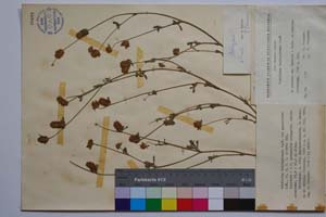 Trifolium trichopterum Panc. var. gracilimum Koz. [ SOMXXXXX0368] (c) Institute of Biodiversity and Ecosystem Research, BAS — Vascular Plants and Mosses Collections (SOM)
