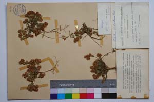 Trifolium trichopterum Panc. var. pirinicum Koz. [ SOMXXXXX0370] (c) Institute of Biodiversity and Ecosystem Research, BAS — Vascular Plants and Mosses Collections (SOM)
