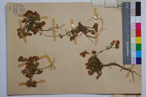 Trifolium trichopterum Panc. var. pirinicum Koz. [ SOMXXXXX0370] (2) (c) Institute of Biodiversity and Ecosystem Research, BAS — Vascular Plants and Mosses Collections (SOM)