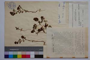 Trifolium violaceum dav. [ SOMXXXXX0371] (c) Institute of Biodiversity and Ecosystem Research, BAS — Vascular Plants and Mosses Collections (SOM)