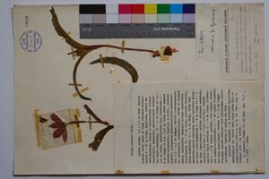 Tulipa pavlovii Kitan. [ SOMXXXXX0373] (2) (c) Institute of Biodiversity and Ecosystem Research, BAS — Vascular Plants and Mosses Collections (SOM)