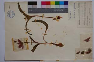 Tulipa pavlovii Kitan. [ SOMXXXXX0373] (3) (c) Institute of Biodiversity and Ecosystem Research, BAS — Vascular Plants and Mosses Collections (SOM)