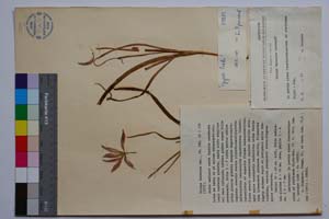 Tulipa thracica Dav. [ SOMXXXXX0374] (c) Institute of Biodiversity and Ecosystem Research, BAS — Vascular Plants and Mosses Collections (SOM)