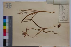 Tulipa thracica Dav. [ SOMXXXXX0374] (2) (c) Institute of Biodiversity and Ecosystem Research, BAS — Vascular Plants and Mosses Collections (SOM)