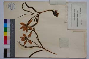 Tulipa thracica Dav. [ SOMXXXXX0376] (2) (c) Institute of Biodiversity and Ecosystem Research, BAS — Vascular Plants and Mosses Collections (SOM)