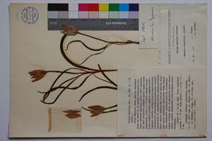 Tulipa thracica Dav. [ SOMXXXXX0377] (c) Institute of Biodiversity and Ecosystem Research, BAS — Vascular Plants and Mosses Collections (SOM)