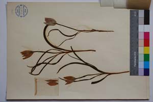Tulipa thracica Dav. [ SOMXXXXX0377] (2) (c) Institute of Biodiversity and Ecosystem Research, BAS — Vascular Plants and Mosses Collections (SOM)