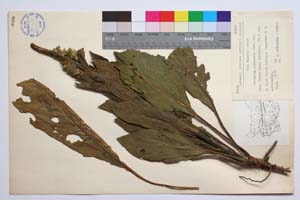 Verbascum jordanovii Stef. - Gat. [ SOMXXXXX0379] (c) Institute of Biodiversity and Ecosystem Research, BAS — Vascular Plants and Mosses Collections (SOM)