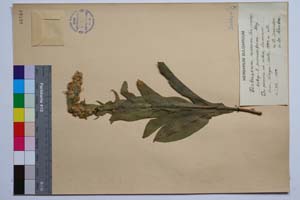 Verbascum niveum Ten. ssp. pannosiforme Stoj. [ SOMXXXXX0380] (c) Institute of Biodiversity and Ecosystem Research, BAS — Vascular Plants and Mosses Collections (SOM)