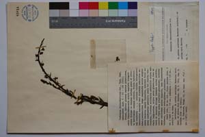 Verbascum rhinanthifolium Dav. [ SOMXXXXX0381] (c) Institute of Biodiversity and Ecosystem Research, BAS — Vascular Plants and Mosses Collections (SOM)