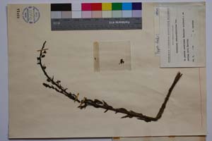 Verbascum rhinanthifolium Dav. [ SOMXXXXX0381] (2) (c) Institute of Biodiversity and Ecosystem Research, BAS — Vascular Plants and Mosses Collections (SOM)