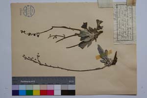 Verbascum Tzar Borisi Dav. [ SOMXXXXX0382] (2) (c) Institute of Biodiversity and Ecosystem Research, BAS — Vascular Plants and Mosses Collections (SOM)