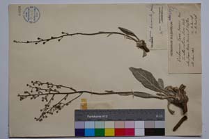 Verbascum Tzar Borisi Dav. [ SOMXXXXX0383] (c) Institute of Biodiversity and Ecosystem Research, BAS — Vascular Plants and Mosses Collections (SOM)