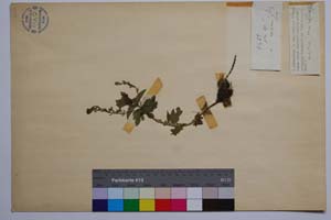 Veronica chamaedrys L. ssp. orbelica D. Peev. [ SOMXXXXX0384] (c) Institute of Biodiversity and Ecosystem Research, BAS — Vascular Plants and Mosses Collections (SOM)