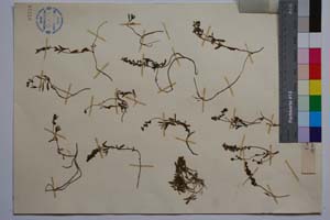 Veronica prostrata L. var. deorum Stoj. & Jord. [ SOMXXXXX0386] (2) (c) Institute of Biodiversity and Ecosystem Research, BAS — Vascular Plants and Mosses Collections (SOM)