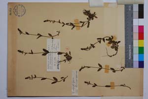 Veronica serpyllifolia L. ssp. trichocaulis D. Peev [ SOMXXXXX0387] (2) (c) Institute of Biodiversity and Ecosystem Research, BAS — Vascular Plants and Mosses Collections (SOM)