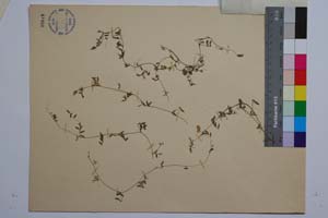 Vicia cretica Boiss. & Held. var. samothracica Stoj. & Kitan. [ SOMXXXXX0388] (2) (c) Institute of Biodiversity and Ecosystem Research, BAS — Vascular Plants and Mosses Collections (SOM)