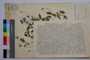 Viola balcanica Delip. [ SOMXXXXX0390] (c) Institute of Biodiversity and Ecosystem Research, BAS — Vascular Plants and Mosses Collections (SOM)