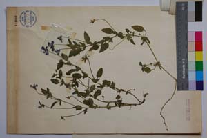 Viola balcanica Delip. [ SOMXXXXX0390] (2) (c) Institute of Biodiversity and Ecosystem Research, BAS — Vascular Plants and Mosses Collections (SOM)