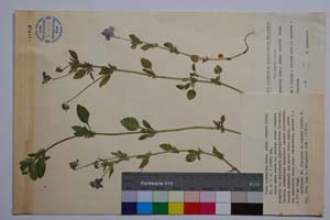 Viola orphanidis Boiss. ssp. crinita Delip. [ SOMXXXXX0391] (c) Institute of Biodiversity and Ecosystem Research, BAS — Vascular Plants and Mosses Collections (SOM)