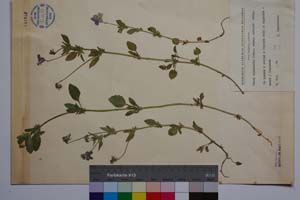 Viola orphanidis Boiss. ssp. crinita Delip. [ SOMXXXXX0391] (2) (c) Institute of Biodiversity and Ecosystem Research, BAS — Vascular Plants and Mosses Collections (SOM)