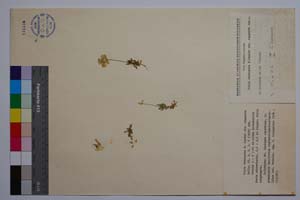 Viola rhodopeia W. Becker var. congesta Delip. [ SOMXXXXX0393] (c) Institute of Biodiversity and Ecosystem Research, BAS — Vascular Plants and Mosses Collections (SOM)