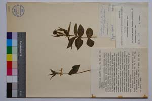 Vincetoxicum urumoffi Dav. [ SOMXXXXX0394] (c) Institute of Biodiversity and Ecosystem Research, BAS — Vascular Plants and Mosses Collections (SOM)