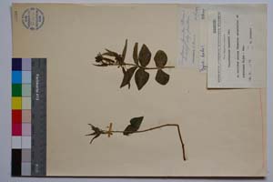 Vincetoxicum urumoffi Dav. [ SOMXXXXX0394] (2) (c) Institute of Biodiversity and Ecosystem Research, BAS — Vascular Plants and Mosses Collections (SOM)