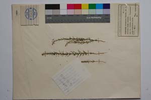 Thymelaea bulgarica Ceschm. [ SOMXXXXX0401] (c) Institute of Biodiversity and Ecosystem Research, BAS — Vascular Plants and Mosses Collections (SOM)