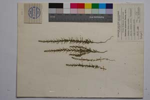 Thymelaea bulgarica Ceschm. [ SOMXXXXX0400] (c) Institute of Biodiversity and Ecosystem Research, BAS — Vascular Plants and Mosses Collections (SOM)
