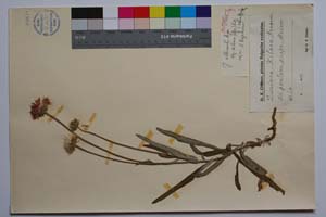 Jurinea kilaea Azn. [ SOMXXXXX0398] (c) Institute of Biodiversity and Ecosystem Research, BAS — Vascular Plants and Mosses Collections (SOM)