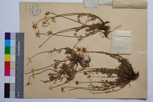 Anthemis montana L. [ SOMXXXXX0396] (2) (c) Institute of Biodiversity and Ecosystem Research, BAS — Vascular Plants and Mosses Collections (SOM)