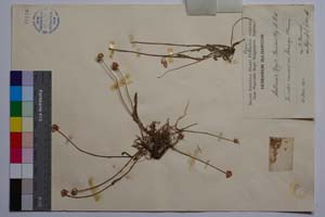 Anthemis Regis Borissii Stoj. & Acht. [ SOMXXXXX0395] (2) (c) Institute of Biodiversity and Ecosystem Research, BAS — Vascular Plants and Mosses Collections (SOM)