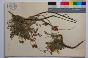 Hedysarum tauricum Pall. [ SOMXXXXX0402] (2) (c) Institute of Biodiversity and Ecosystem Research, BAS — Vascular Plants and Mosses Collections (SOM)