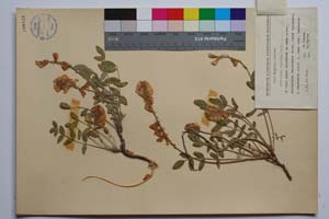 Hedysarum tauricum Pall. [ SOMXXXXX0403] (2) (c) Institute of Biodiversity and Ecosystem Research, BAS — Vascular Plants and Mosses Collections (SOM)