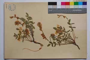 Hedysarum tauricum Pall. [ SOMXXXXX0403] (3) (c) Institute of Biodiversity and Ecosystem Research, BAS — Vascular Plants and Mosses Collections (SOM)
