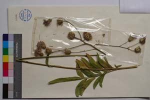 Centaurea wagenitziana Bancheva & Kit Tan [ SOMXXXXX0404] (2) (c) Institute of Biodiversity and Ecosystem Research, BAS — Vascular Plants and Mosses Collections (SOM)