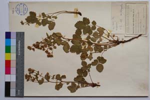 Potentilla Regis Borisii Stoj. [ SOMXXXXX0405] (c) Institute of Biodiversity and Ecosystem Research, BAS — Vascular Plants and Mosses Collections (SOM)