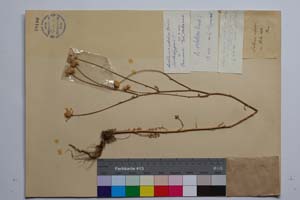 Anthemis orbelica Pancic [ SOMXXXXX0406] (c) Institute of Biodiversity and Ecosystem Research, BAS — Vascular Plants and Mosses Collections (SOM)