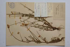 Anthemis orbelica Velen. [ SOMXXXXX0407] (c) Institute of Biodiversity and Ecosystem Research, BAS — Vascular Plants and Mosses Collections (SOM)