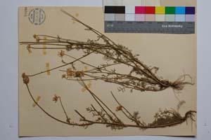 Anthemis orbelica Velen. [ SOMXXXXX0407] (2) (c) Institute of Biodiversity and Ecosystem Research, BAS — Vascular Plants and Mosses Collections (SOM)