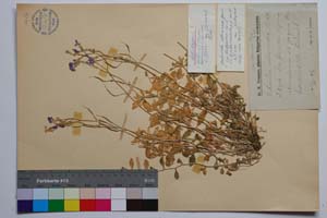 Aubrieta intermedia Heldr. & Orph. [ SOMXXXXX0408] (c) Institute of Biodiversity and Ecosystem Research, BAS — Vascular Plants and Mosses Collections (SOM)