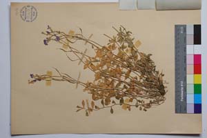 Aubrieta intermedia Heldr. & Orph. [ SOMXXXXX0408] (2) (c) Institute of Biodiversity and Ecosystem Research, BAS — Vascular Plants and Mosses Collections (SOM)