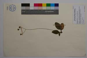 Hieracium kittanae Vladimirov [ SOMXXXXX0409] (c) Institute of Biodiversity and Ecosystem Research, BAS — Vascular Plants and Mosses Collections (SOM)