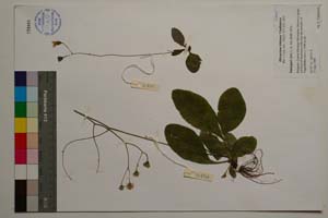 Hieracium kittanae Vladimirov [ SOMXXXXX0410] (c) Institute of Biodiversity and Ecosystem Research, BAS — Vascular Plants and Mosses Collections (SOM)